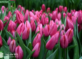 Tulipa Pink Pajado (2)